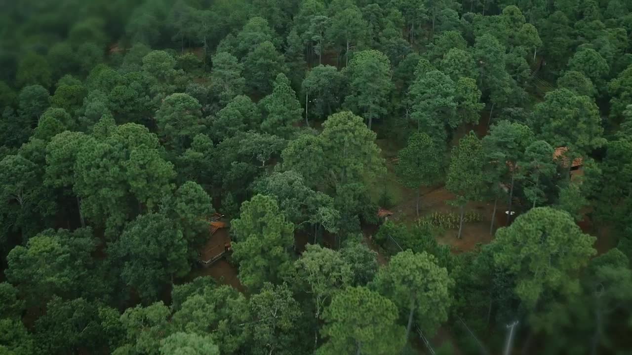 Stock Video Aerial View Of A Forest With Cabins Live Wallpaper for PC