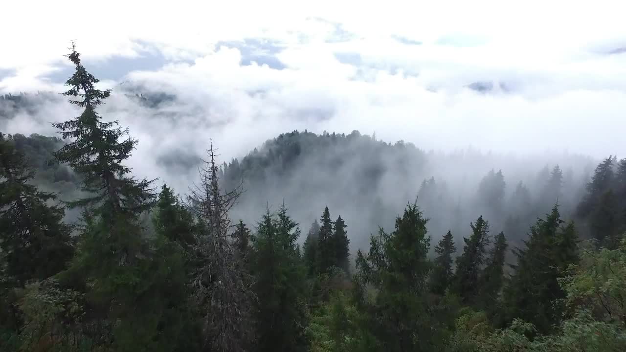 Stock Video Aerial View Of A Pine Forest With Fog And Clouds Live Wallpaper for PC