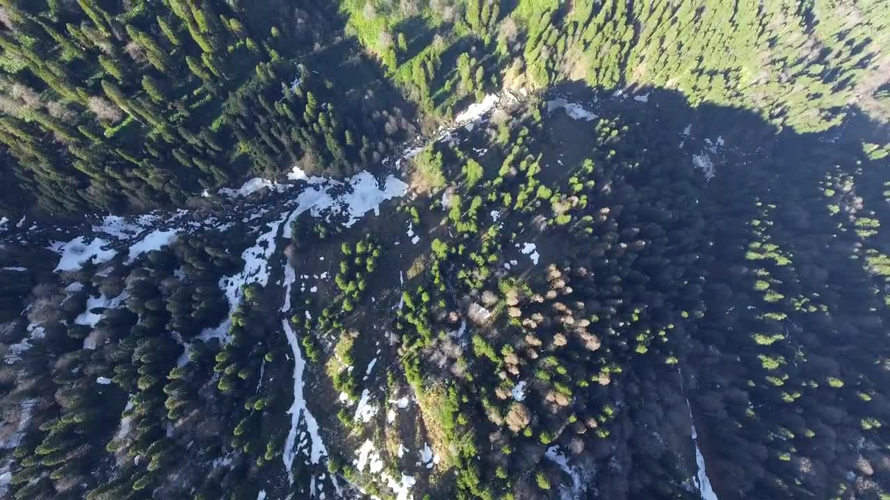 Stock Video Aerial View Of A Pine Forest Live Wallpaper for PC