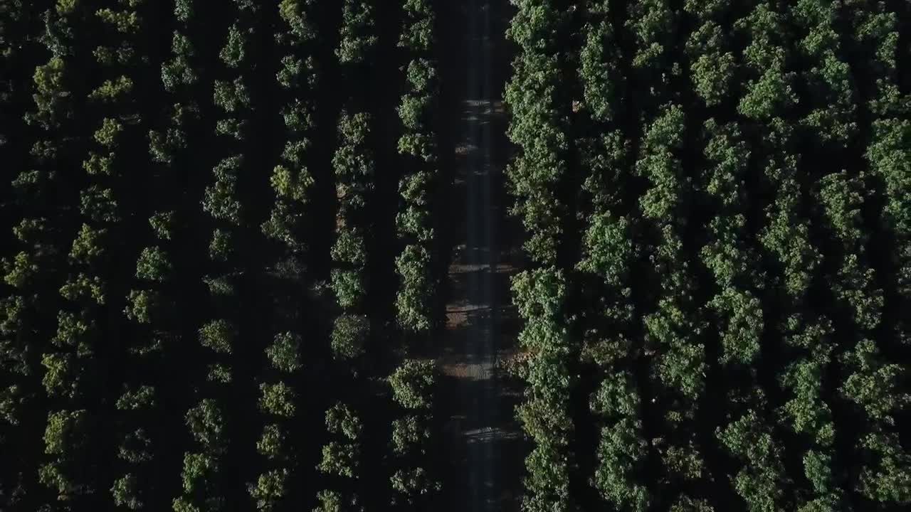 Stock Video Aerial View Of A Road And Tree Tops Live Wallpaper for PC