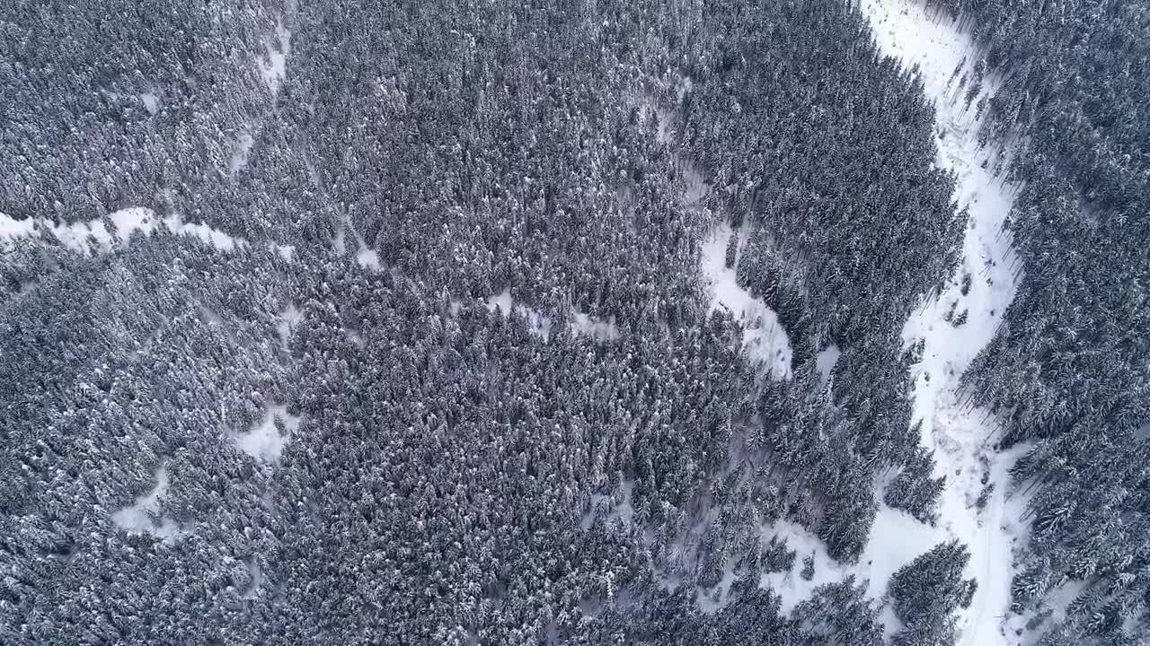 Stock Video Aerial View Of A Winter Forest Full Of Pine Trees Live Wallpaper for PC