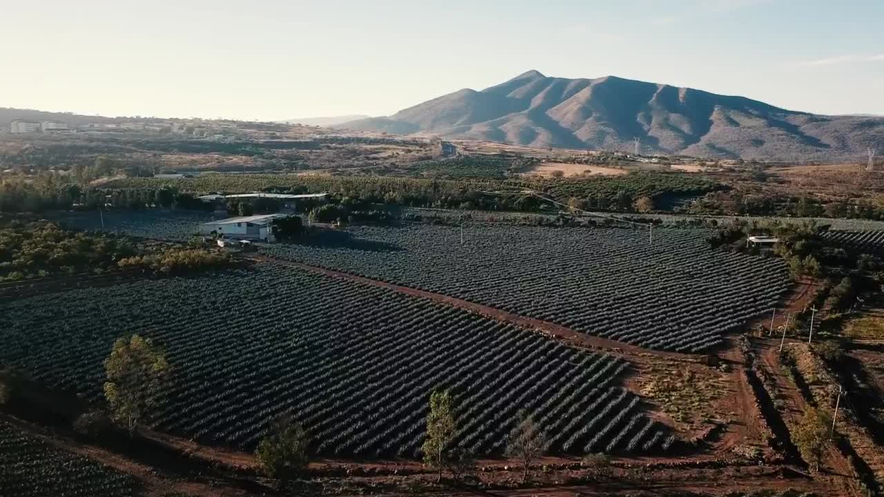 Stock Video Aerial View Of An Agriculture Field At The Morning Live Wallpaper for PC