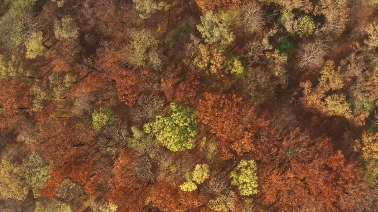 Stock Video Aerial View Of An Autumn Forest Live Wallpaper for PC