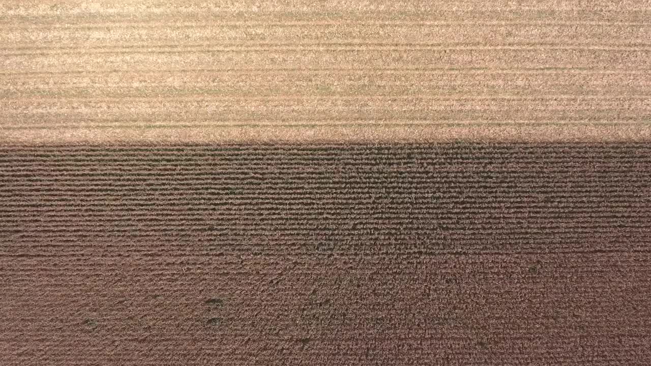 Stock Video Aerial View Of Machine Harvesting The Fields Live Wallpaper for PC