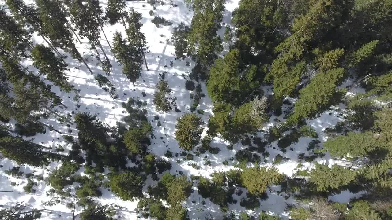 Stock Video Aerial View Of The Forest In The Morning Live Wallpaper for PC