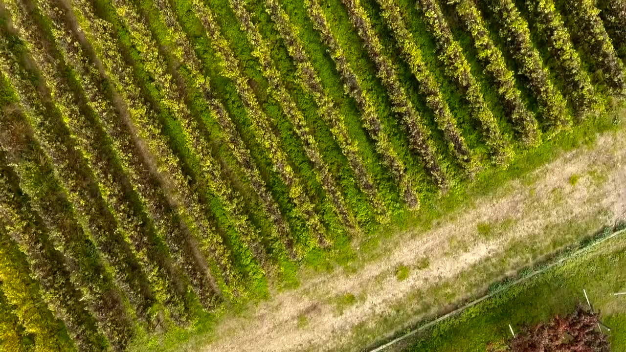 Stock Video Aerial View Of Vineyards Live Wallpaper for PC