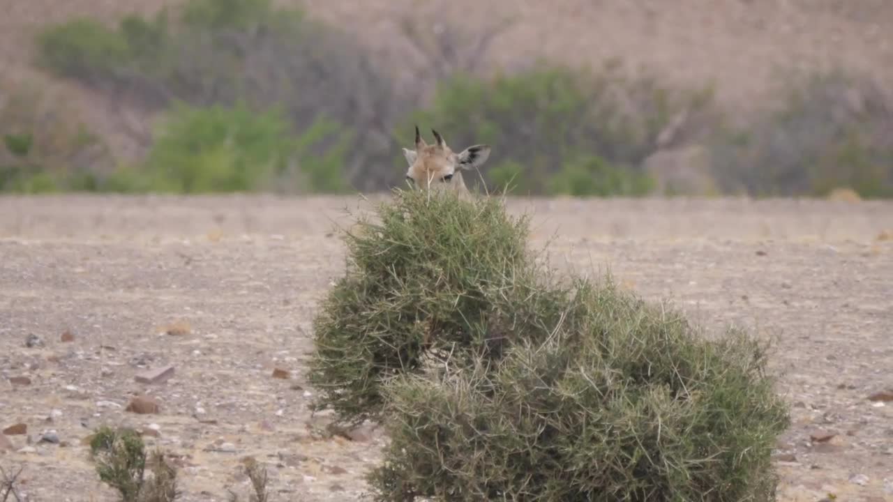 Stock Video A Baby Giraffe Eats From A Tree On The Savanna Live Wallpaper for PC