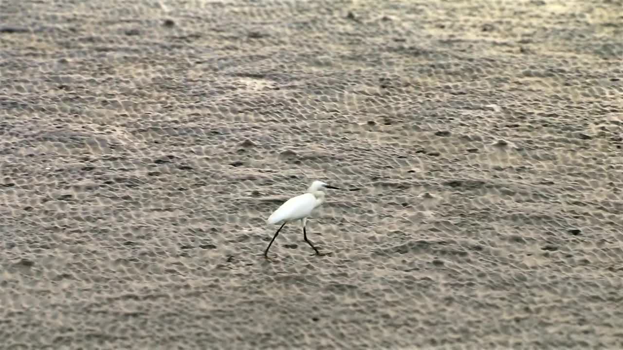 Stock Video Beach Bird Walking In The Sand Live Wallpaper For PC