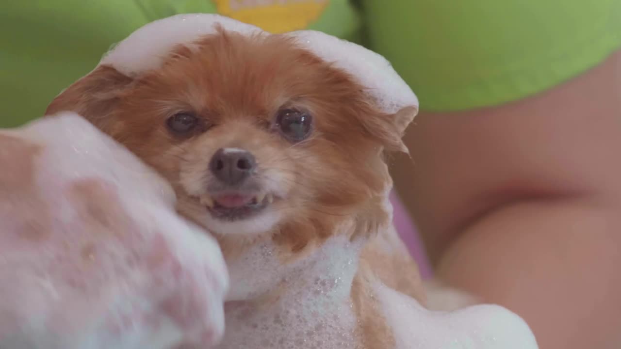 Stock Video Bathing A Small And Calm Dog Live Wallpaper For PC