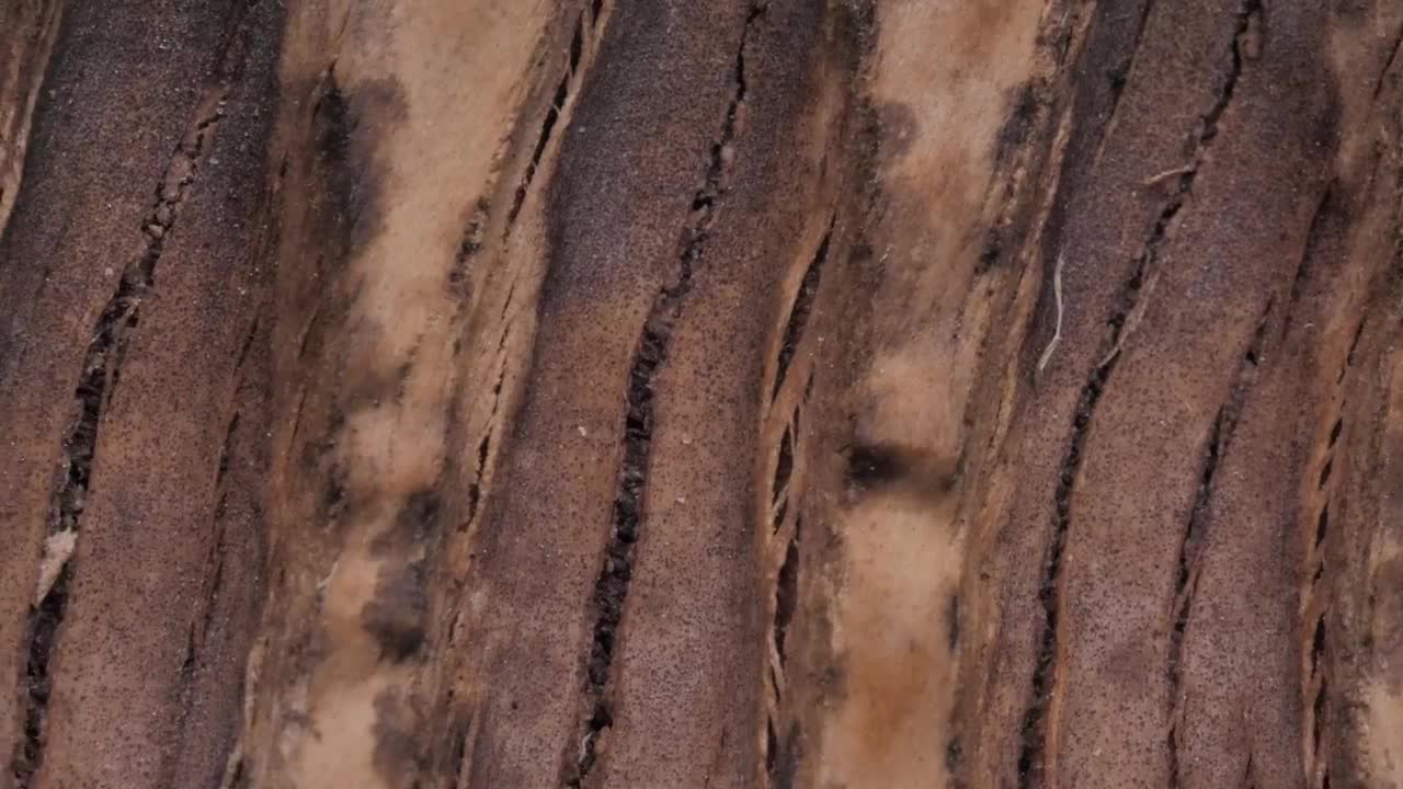 Stock Video Bark Of A Tree Closeup Live Wallpaper For PC