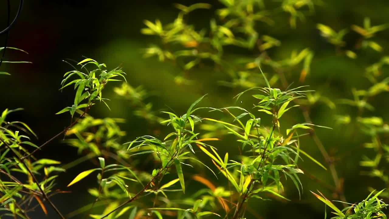 Stock Video Bamboo Leaves In The Morning Live Wallpaper For PC