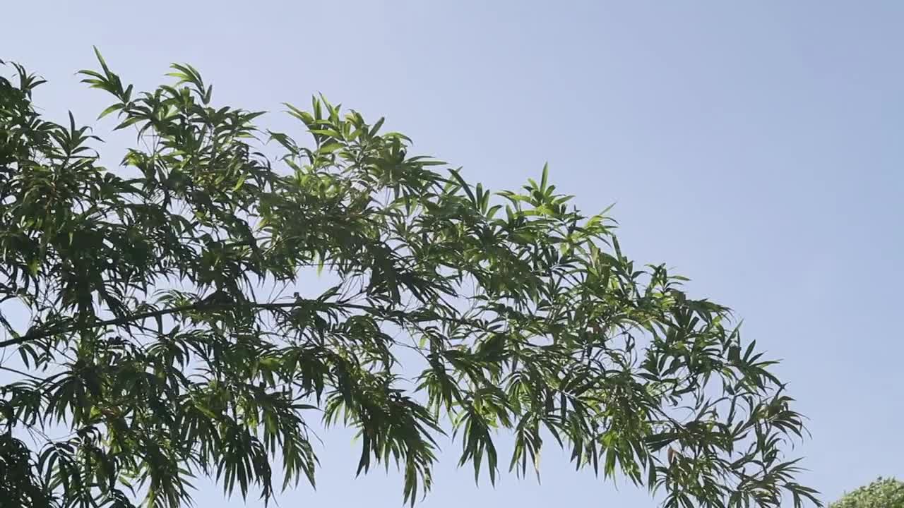 Stock Video Bamboo In The Sun Live Wallpaper For PC