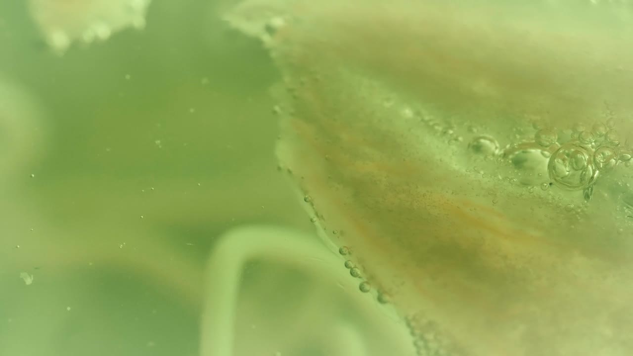 Stock Video Bacteria In Detail Live Wallpaper For PC