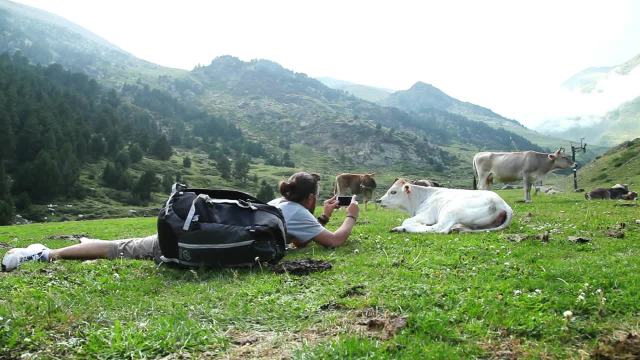 Stock Video Backpacker Taking Photos Of A Calf In The Valley Live Wallpaper For PC
