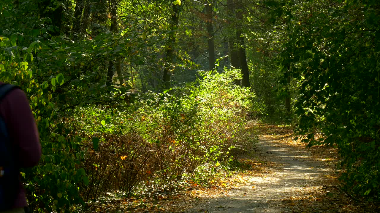 Stock Video Backpacker Walking And Reading Through The Woods Live Wallpaper For PC