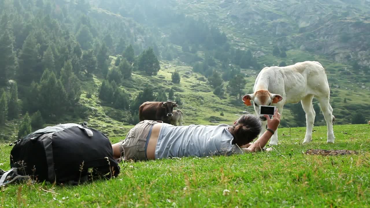 Stock Video Backpacker Filming A Calf In A Valley Live Wallpaper For PC