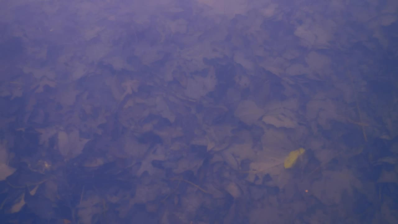 Stock Video Background Texture Of A Lake Covered In Fallen Autumn Leaves Live Wallpaper For PC