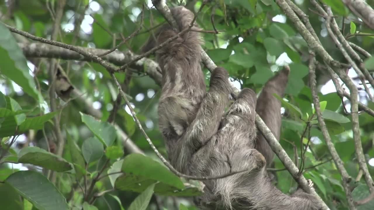 Stock Video Baby Sloth With His Mom In A Tree Live Wallpaper For PC