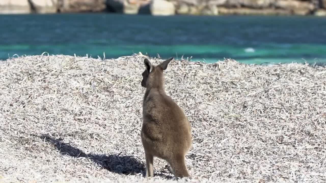 Stock Video Baby Kangaroo Relaxing On The Beach Live Wallpaper For PC