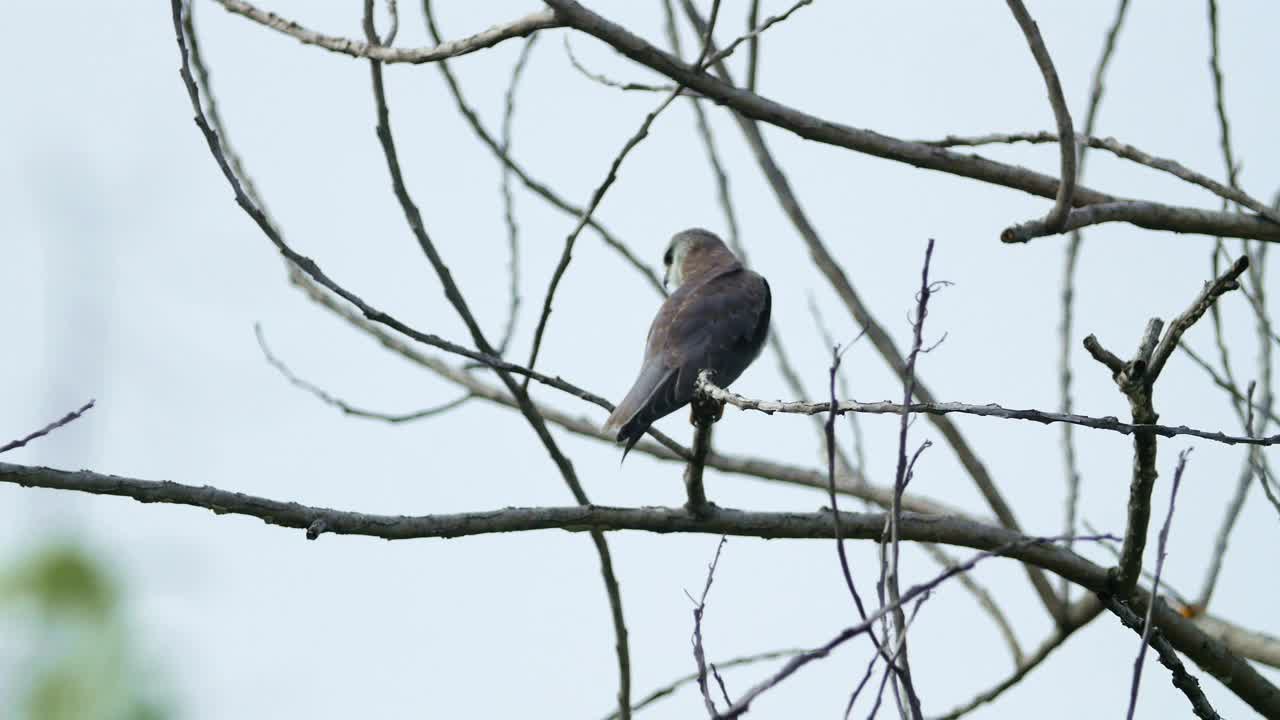 Stock Video Baby Eagle In A Tree Live Wallpaper For PC