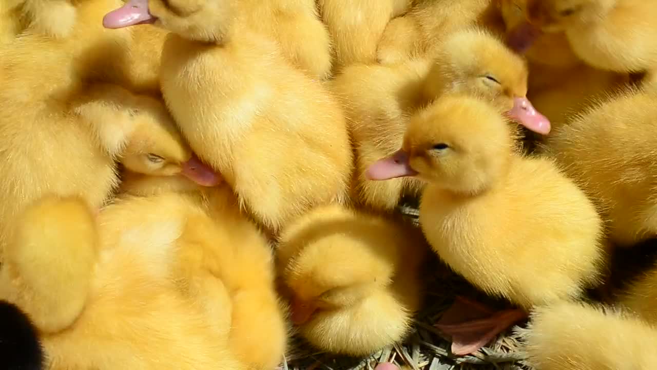 Stock Video Baby Birds Nesting Together Live Wallpaper For PC