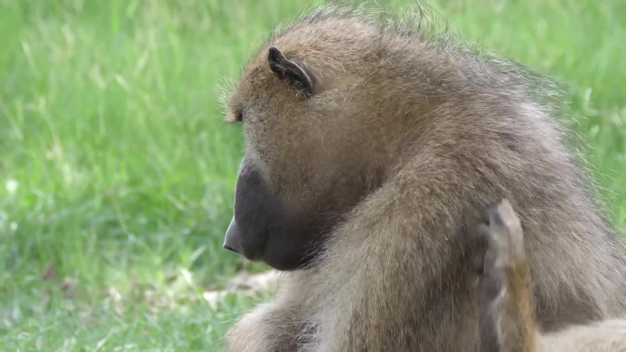 Stock Video Baboon Monkey Eating Seeds Live Wallpaper For PC