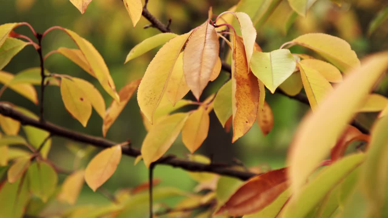 Stock Video Autumn Leaves With A Hanging Frame Live Wallpaper For PC