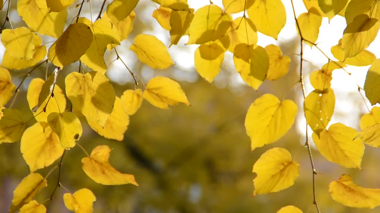 Stock Video Autumn Leaves Turning Brown Live Wallpaper For PC