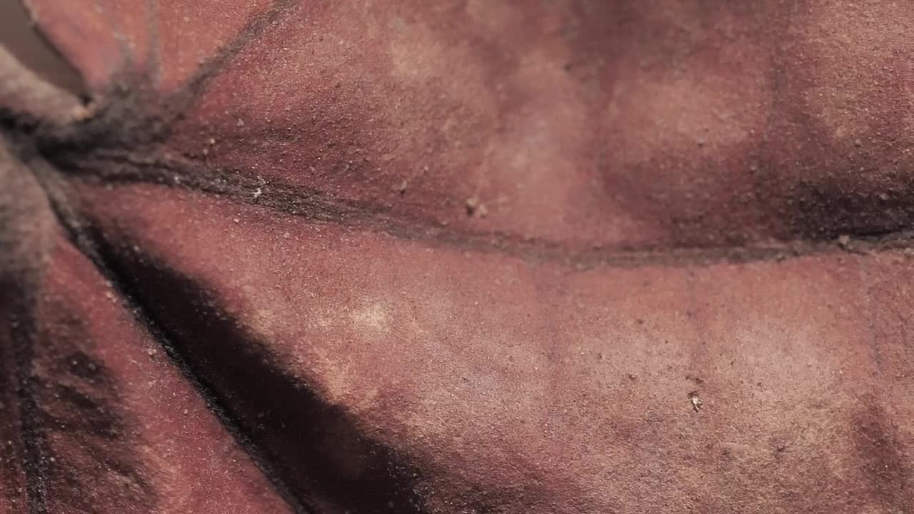 Stock Video Autumn Leaf Seen Very Close Live Wallpaper For PC