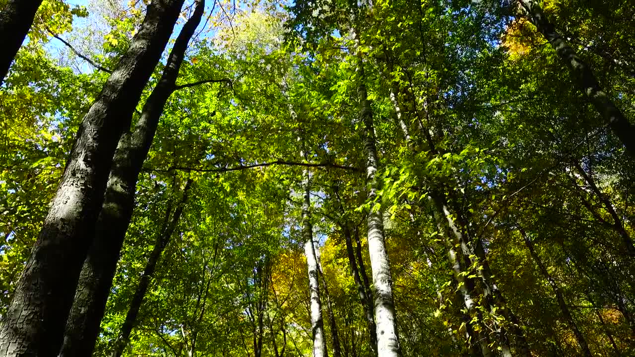 Stock Video Autumn In Woodland Live Wallpaper For PC