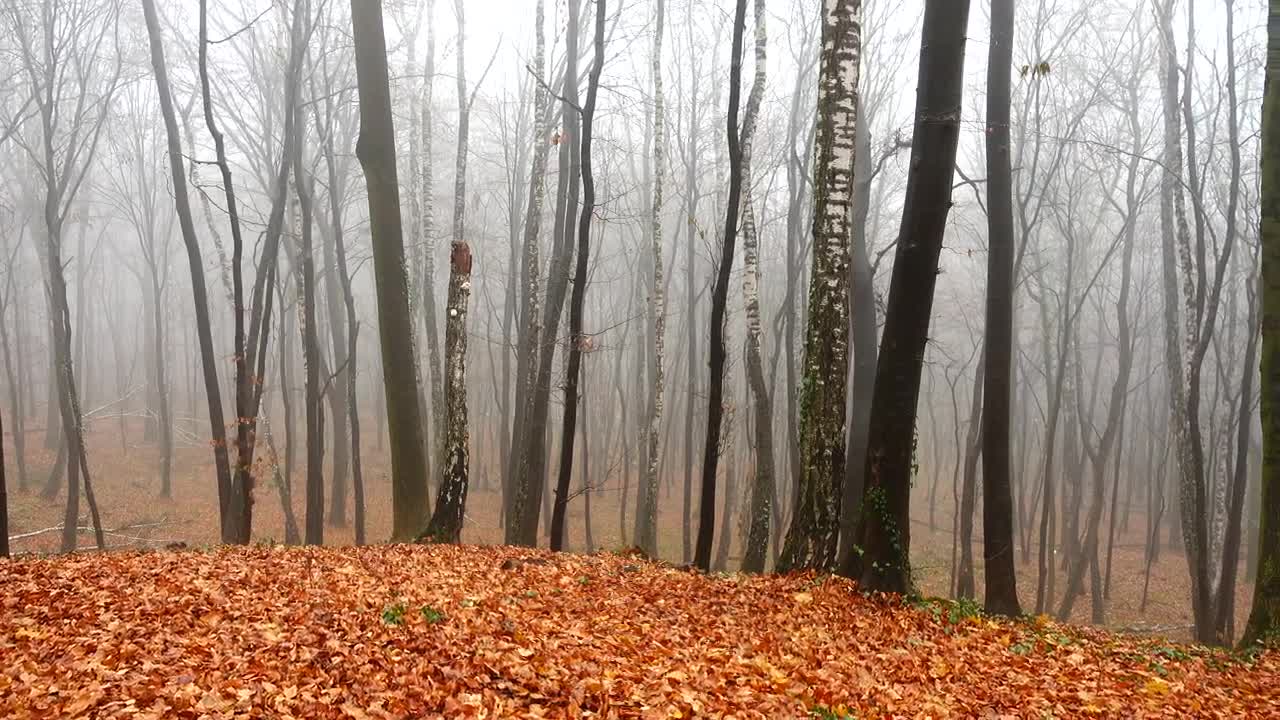 Stock Video Autumn In A Forest Live Wallpaper For PC