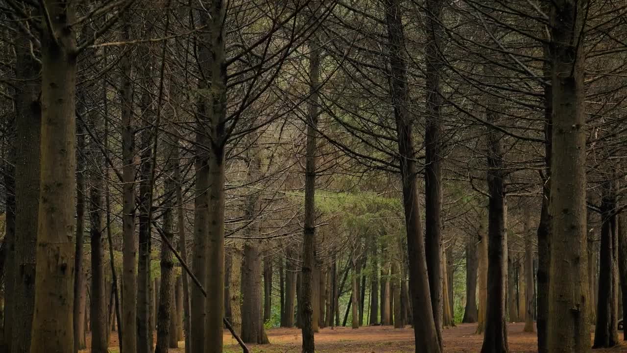 Stock Video Autumn Forest With Leafless Trees Live Wallpaper For PC