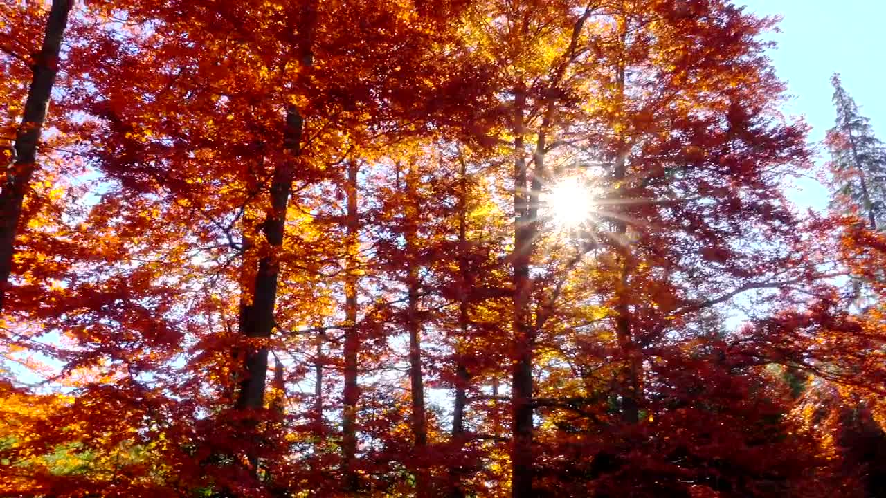Stock Video Autumn Forest Trees With Sunshine Live Wallpaper For PC