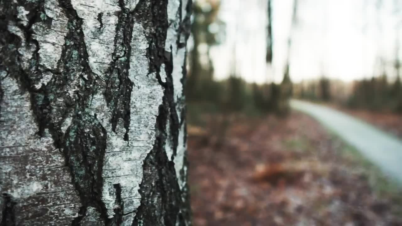 Stock Video Autumn Forest Landscape Live Wallpaper For PC