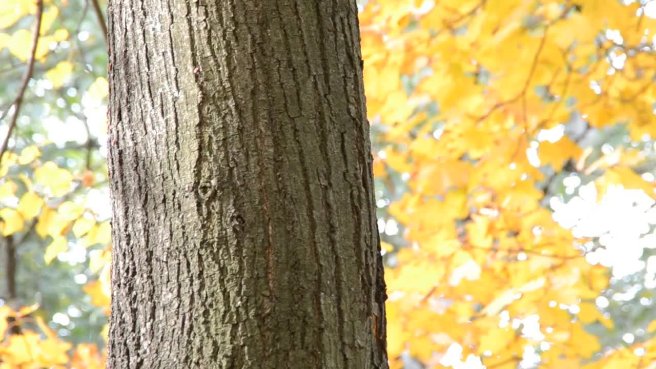 Stock Video Autumn Forest Leaves Live Wallpaper For PC