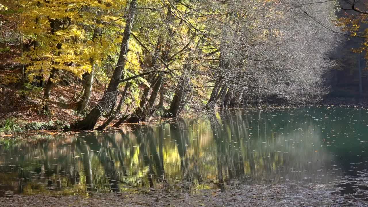 Stock Video Autumn Forest And A Lake Live Wallpaper For PC