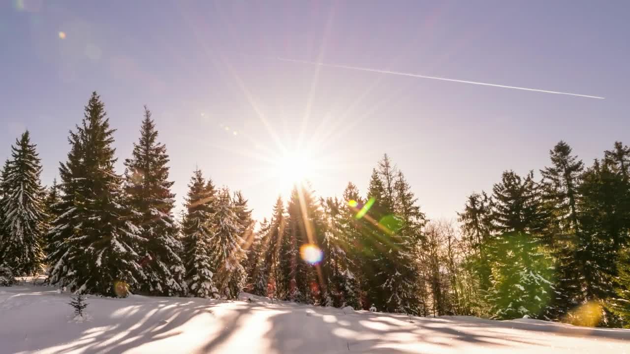 Stock Video Aurora Behind The Pines Of A Snowy Forest Live Wallpaper For PC