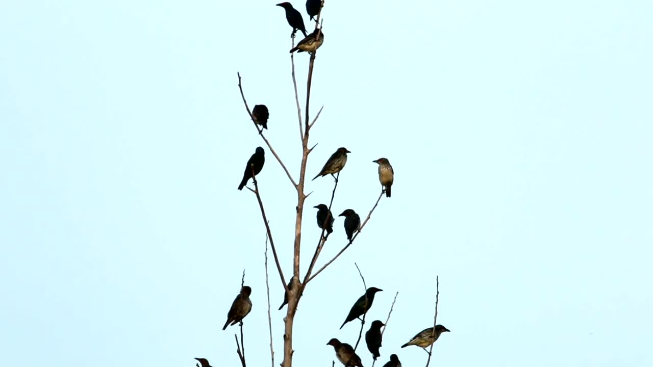 Stock Video Asian Starlings In A Large Group Live Wallpaper For PC