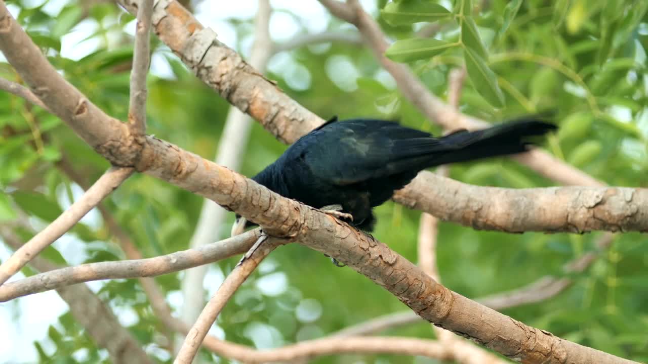 Stock Video Asian Koel In The Wild Live Wallpaper For PC