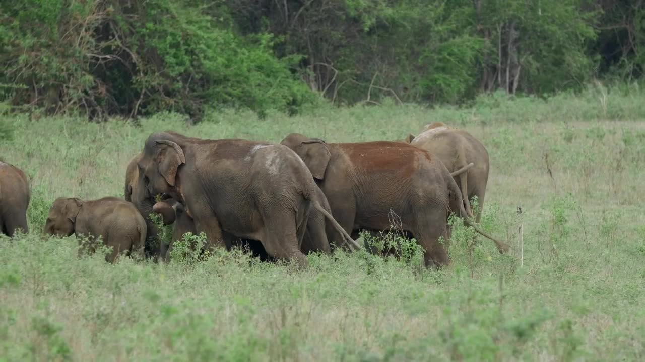 Stock Video Asian Elephants With Baby Elephants Live Wallpaper For PC