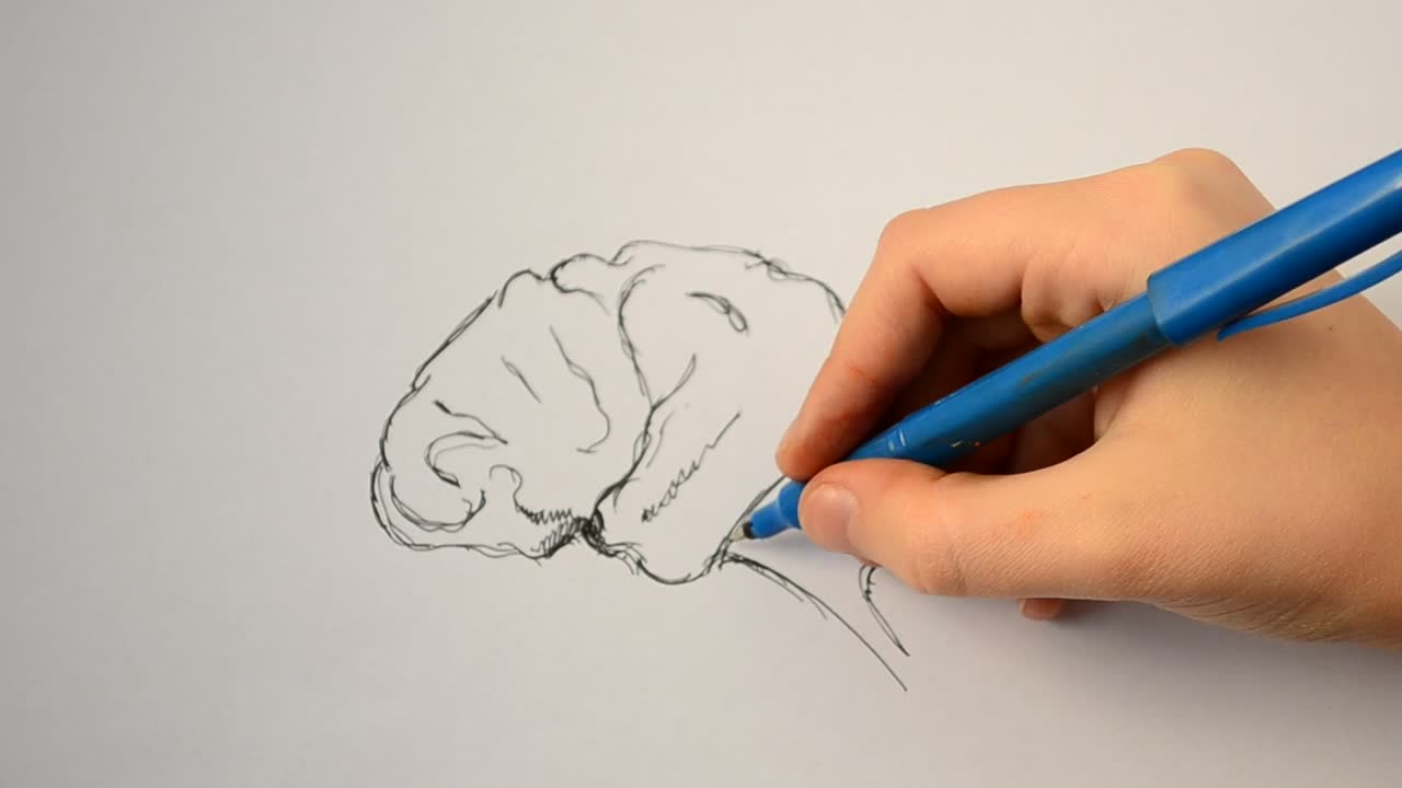 Stock Video Artist Drawing A Human Brain Live Wallpaper For PC