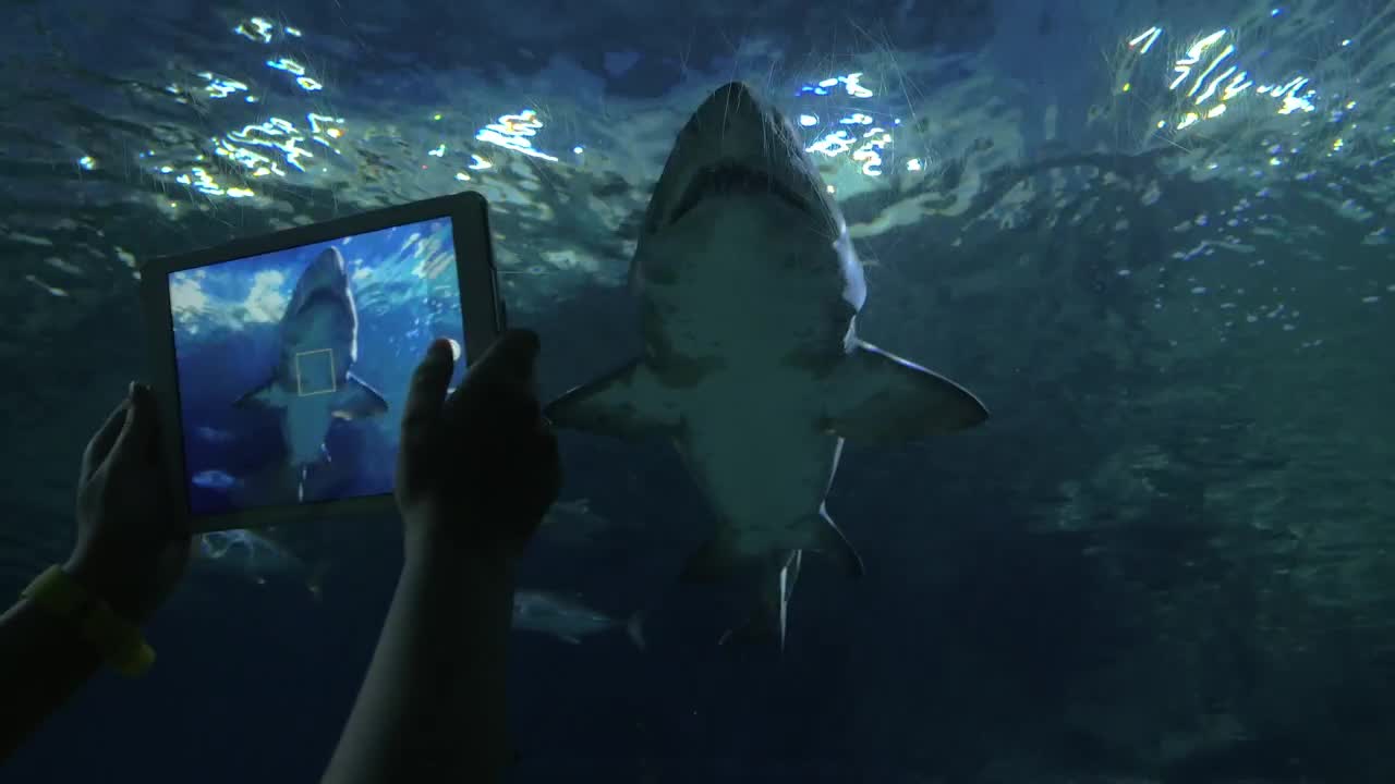 Stock Video Aquarium Filled With Sharks Live Wallpaper For PC