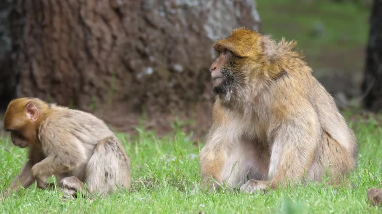 Stock Video Apes Eating Grass Live Wallpaper For PC