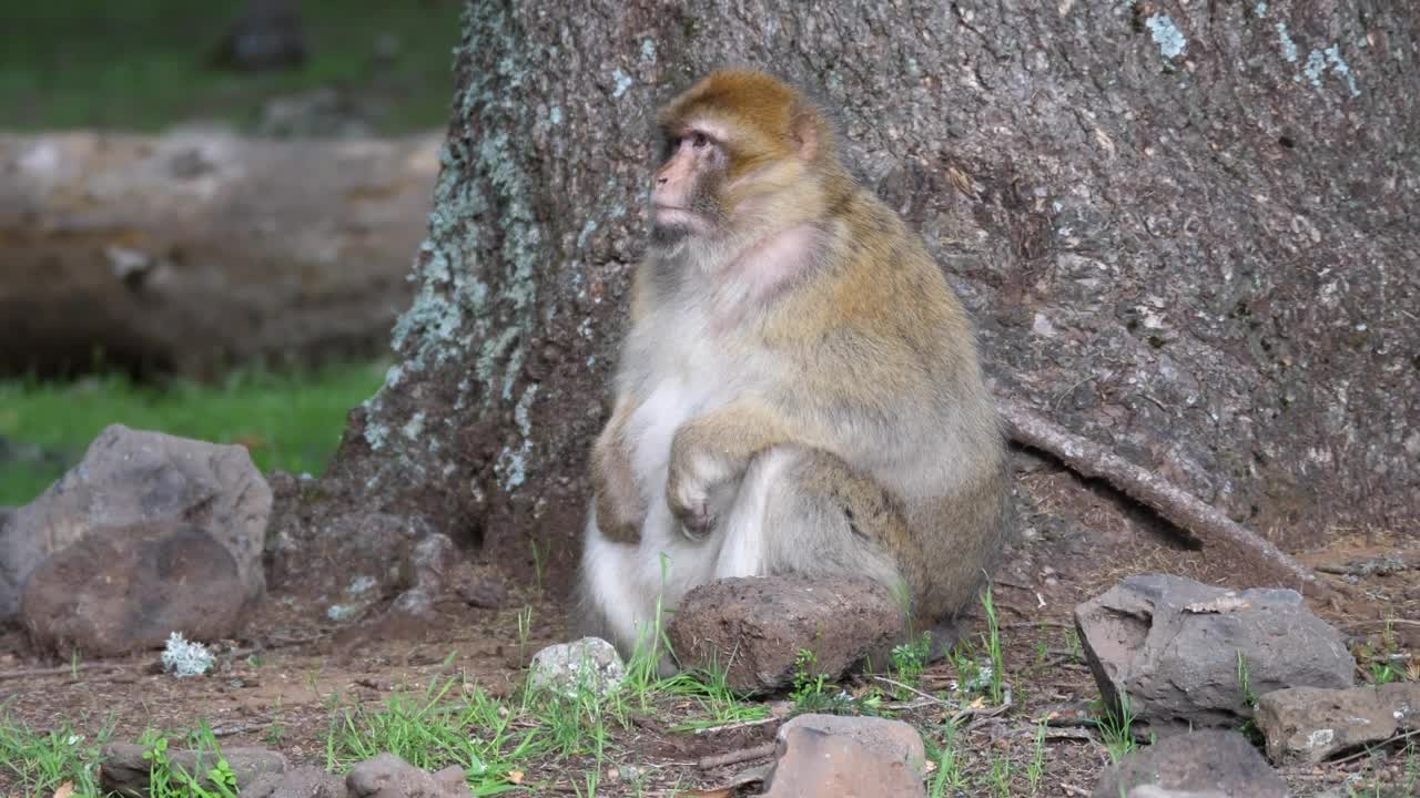 Stock Video Ape Looking For Food Live Wallpaper For PC