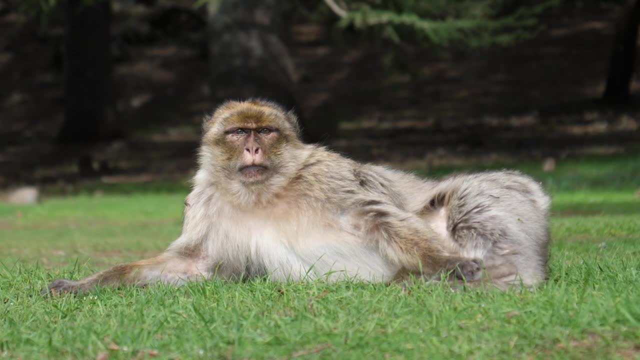 Stock Video Ape Laying On The Grass Live Wallpaper For PC