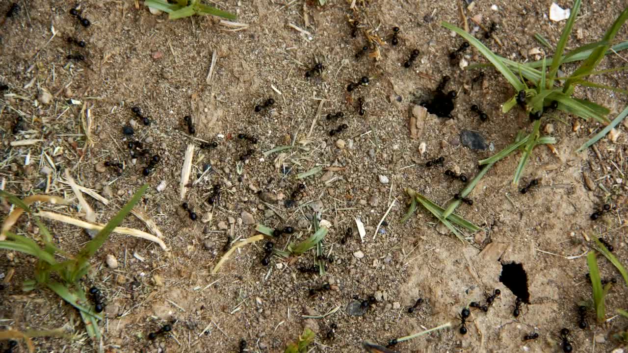 Stock Video Ants Working Near Their Anthill Live Wallpaper For PC