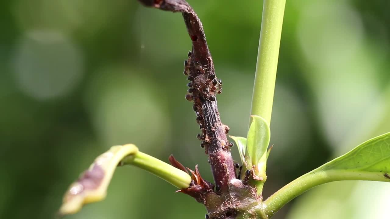 Stock Video Ants Swarming On A Leaf Live Wallpaper For PC