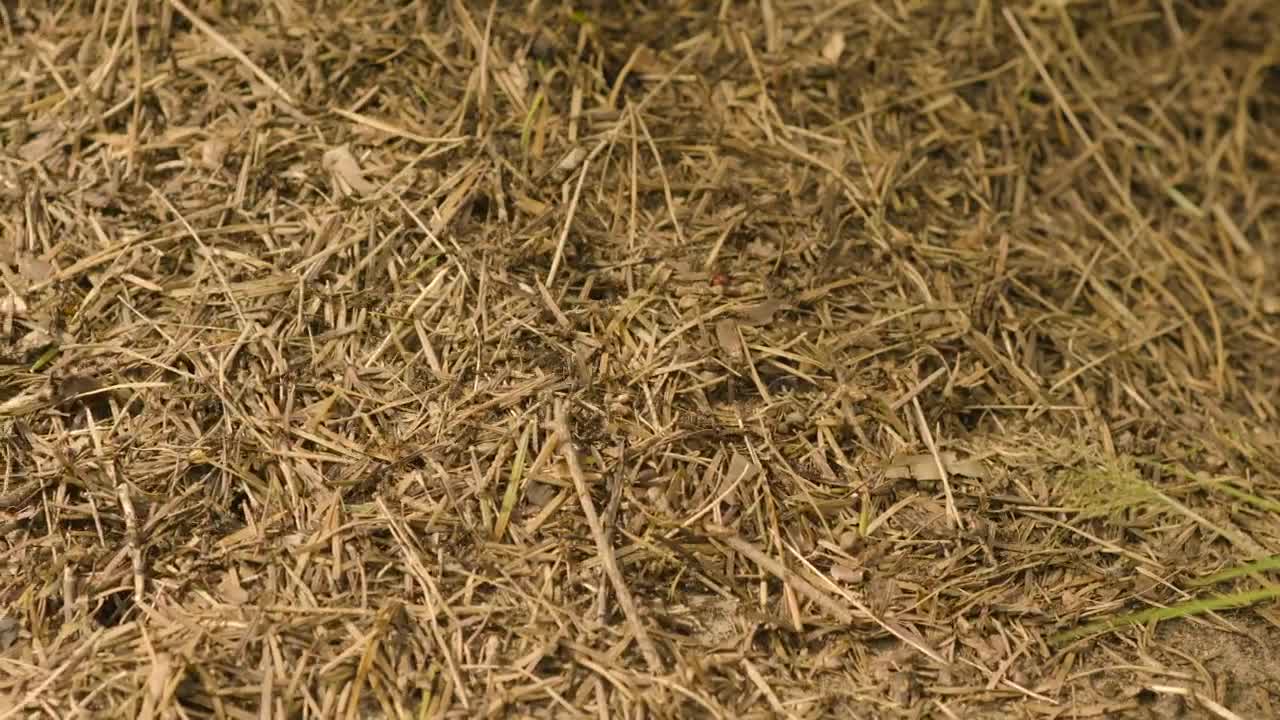 Stock Video Ants Running Across The Ground Live Wallpaper For PC