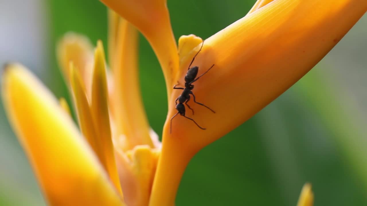 Stock Video Ants On An Orange Flower Live Wallpaper For PC