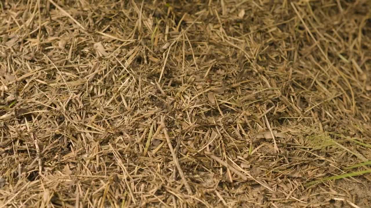 Stock Video Ants In Woodland Live Wallpaper For PC